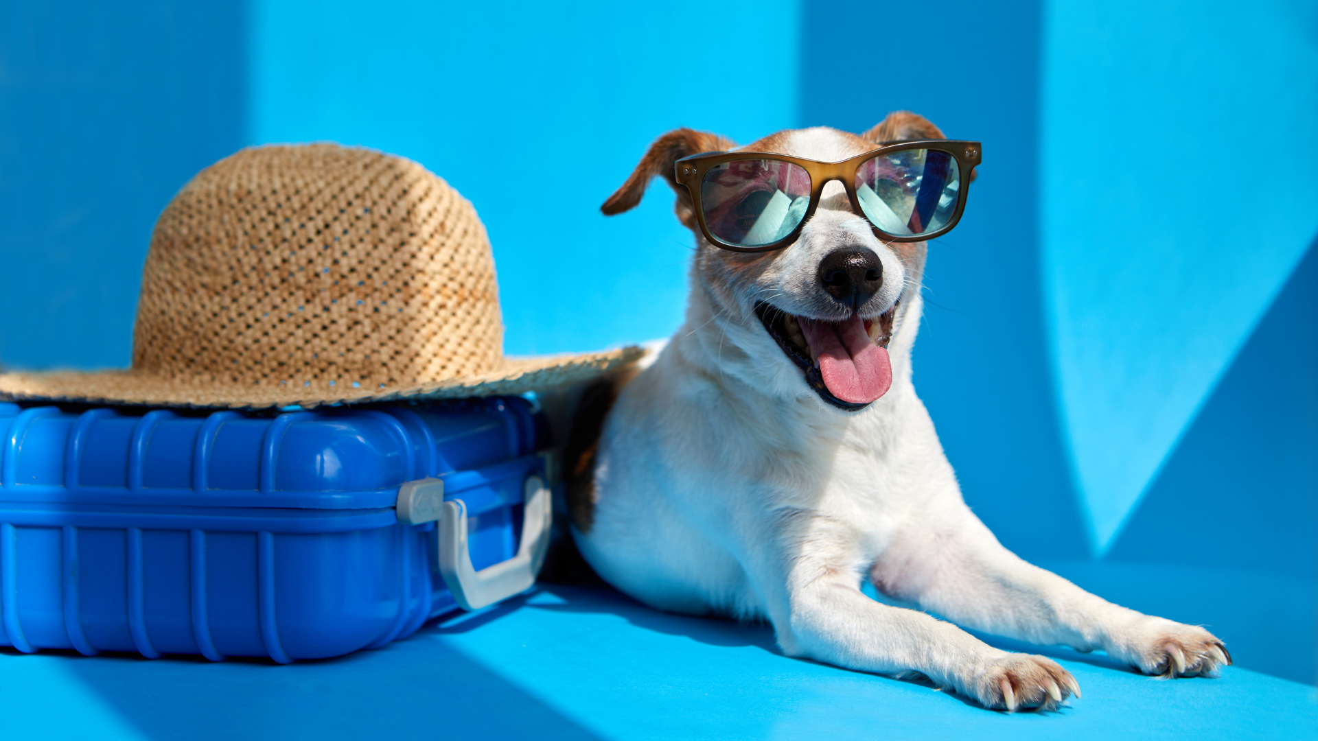 12 โรงแรม Pet-friendly สำหรับสาย Staycation ในกรุงเทพ!