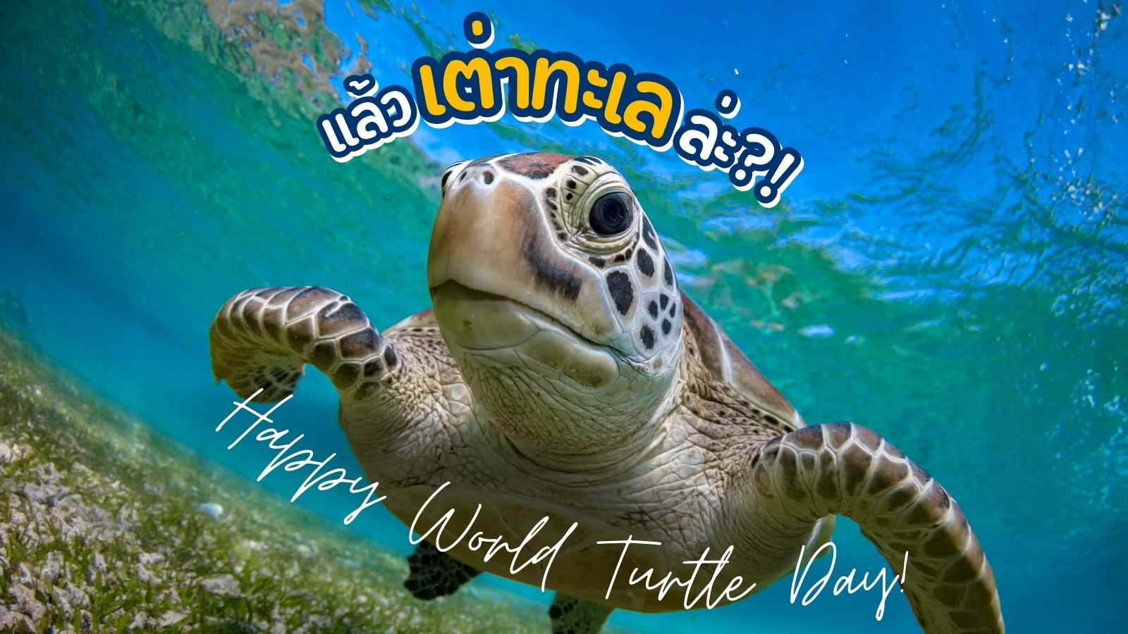 “แล้วเต่าทะเลล่ะ?!” ร่วมกันอนุรักษ์น้องเต่าต้วมเตี้ยม ในวัน World Turtle Day 🌍