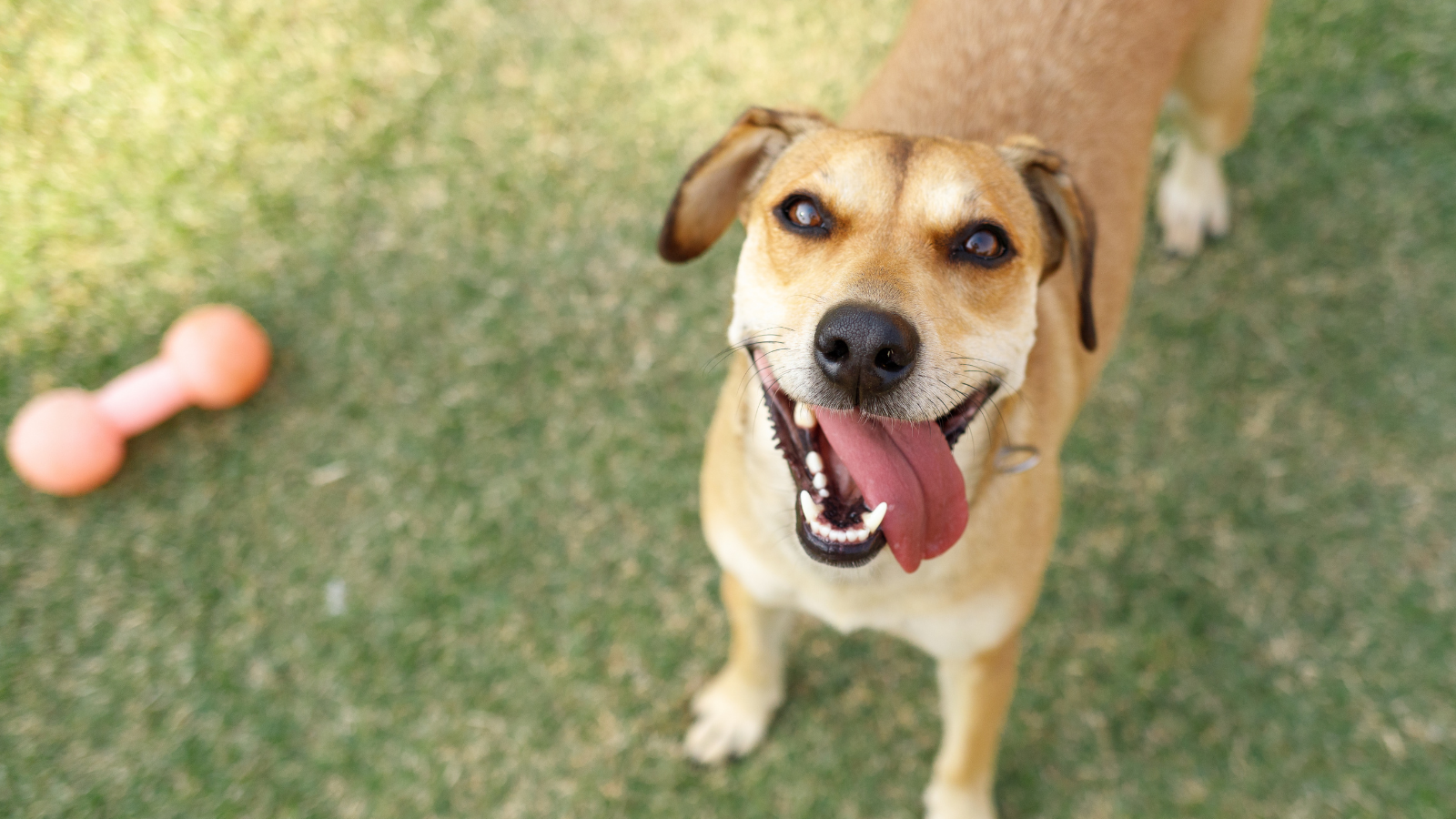 🎉 สุขสันต์วันน้องหมาพันธุ์ผสม (National Mutt Day)!