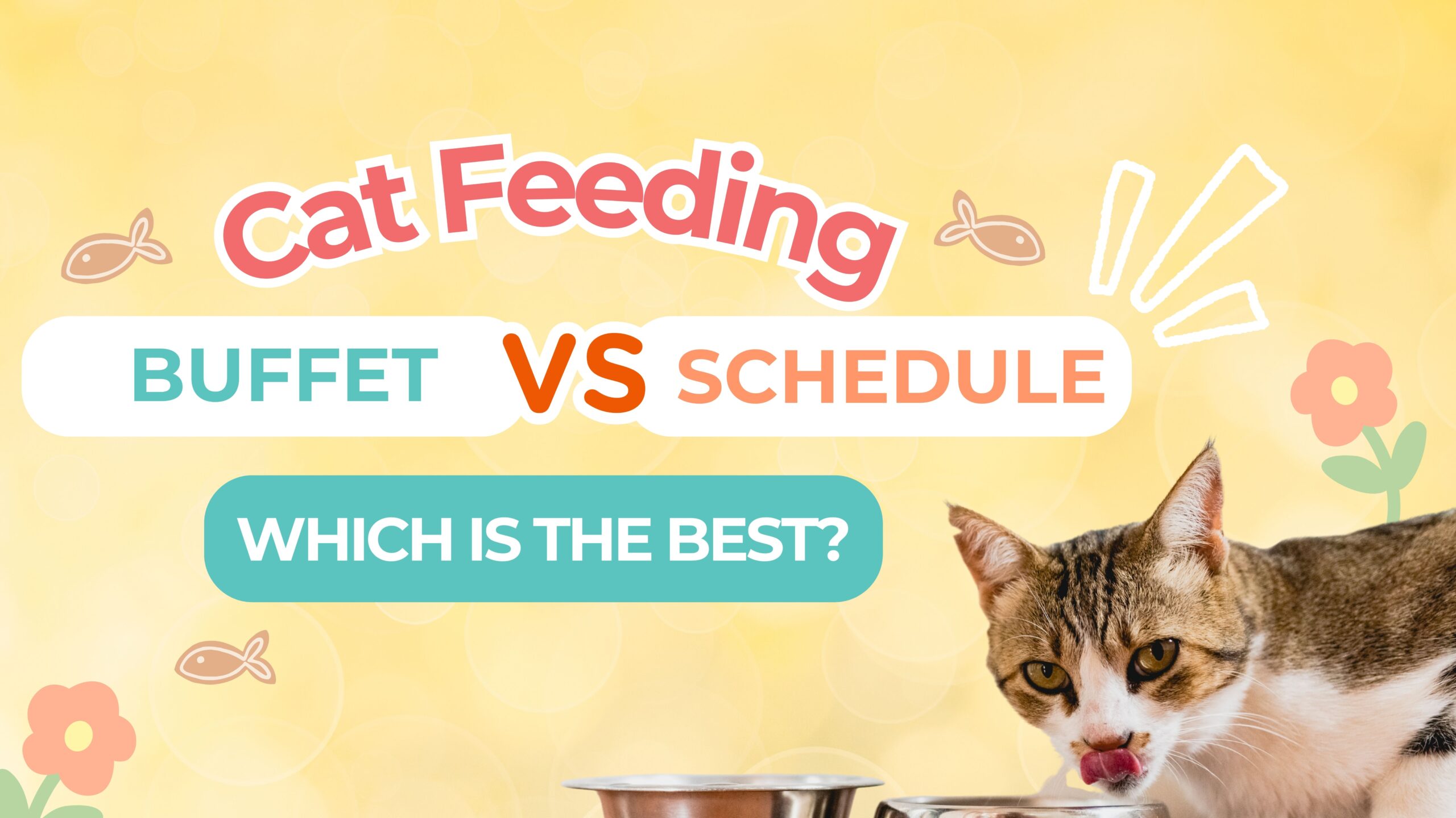 🍽️ Should you feed your cat buffet-style or in scheduled meals?